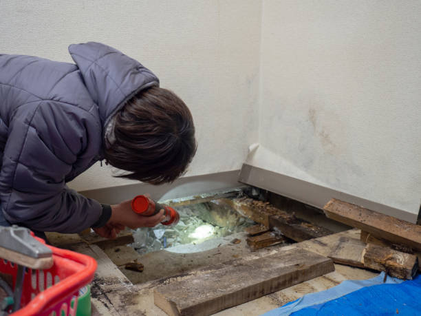 Best Post-Construction Mold Inspection  in North Logan, UT