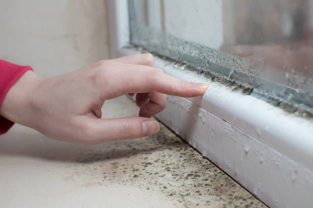 Best Dehumidification Services  in North Logan, UT